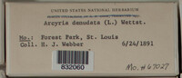 Arcyria denudata image